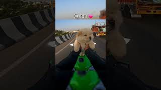Cute puppy ride zx10r ♥️ #shorts #zx10r #rider #puppy #shortvideo #trending #kawasaki10r #bikelover