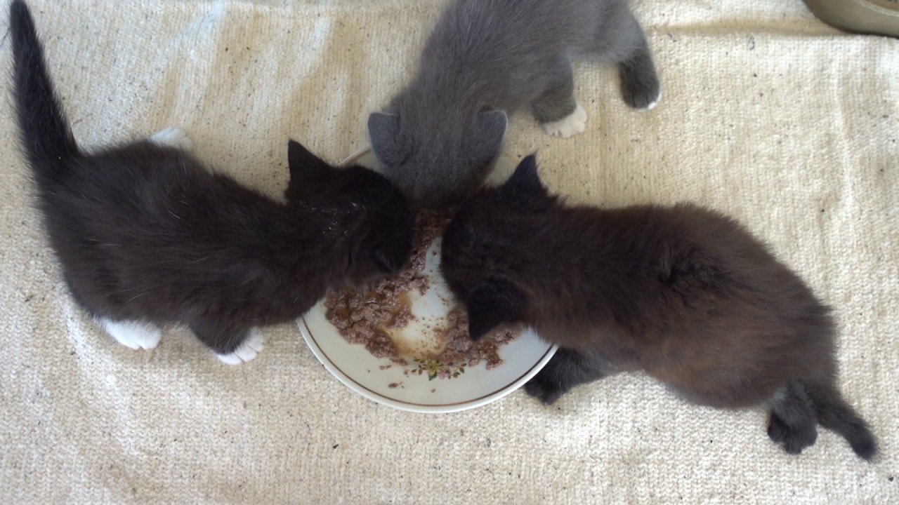 Чем кормить 5 котят. Котята 1 месяча. Котенок 1 месяц. Котенок 2 месяца. Котенок 1.5 месяца.