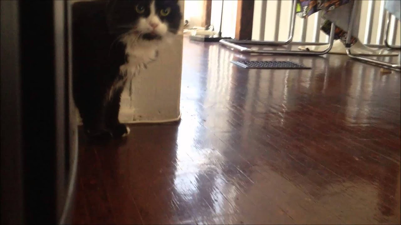 cat hates vacuum - YouTube