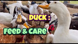 Duck Feed & Care Day 89| Local Duck Farm | Organic Duck Farm | Village Farm | Andhra Pradesh by Indian Agri Farm 785 views 1 year ago 10 minutes, 10 seconds