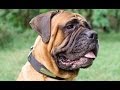 Bullmastiff, American Bulldog, Pitbull and Golden Retriever in Nylon Dog Collar with a Name Tag Bullmastiff, American Bulldog, Pitbull and Golden Retriever in Nylon Dog Collar with a Name Tag