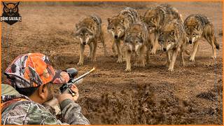 How Canadian Hunters and Farmers Deal with Millions of Coyotes