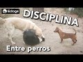 Educación de perros veteranos a jóvenes inquietos e inmaduros - VIDEO REAL DE ESCENA