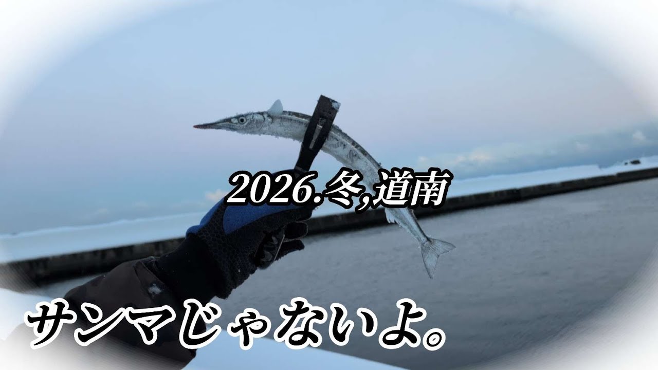【良型サヨリ】釣り車中泊。めちゃくちゃ美味しい魚が釣れた！#北海道釣り #サヨリ釣り 