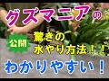 【夏の観葉植物】グズマニアの管理方法と育て方。水やりを実演！！パイナップル科の不思議な植物。