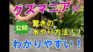 夏の観葉植物 グズマニアの管理方法と育て方 水やりを実演 パイナップル科の不思議な植物 Youtube 夏の観葉植物 グズマニアの管理方法と育て方 水やりを実演 パイナップル科の不思議な植物 Youtube