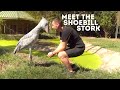 Meet the shoebill stork balaeniceps rex  drive 4 wildlife