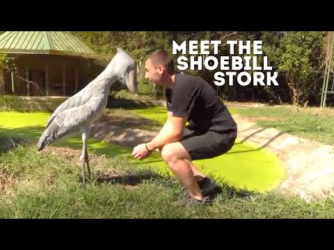 Meet The Shoebill Stork (Balaeniceps Rex) | Drive 4 Wildlife