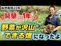 【自然栽培426】野菜ができないと言われた畑で野菜が育つ！開墾から1年の畑お見せします。