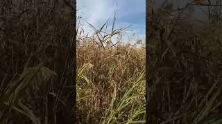 Oya&Bora Sevme Zamanı Resimi