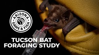 Tucson Bat Research - 2024 UPDATE