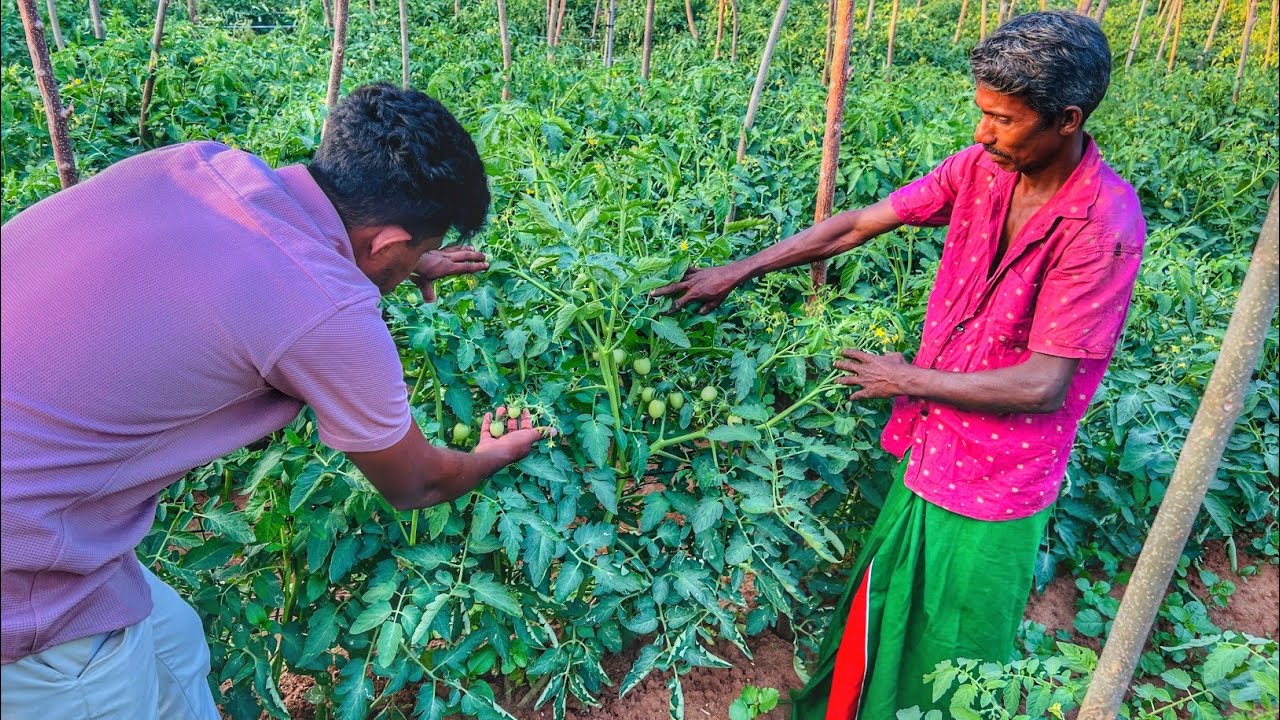  තක්කාලි වගාව ගොඩ දාගමු🍃🍅 | Let's make tomato cultivation successful 🍃🍅