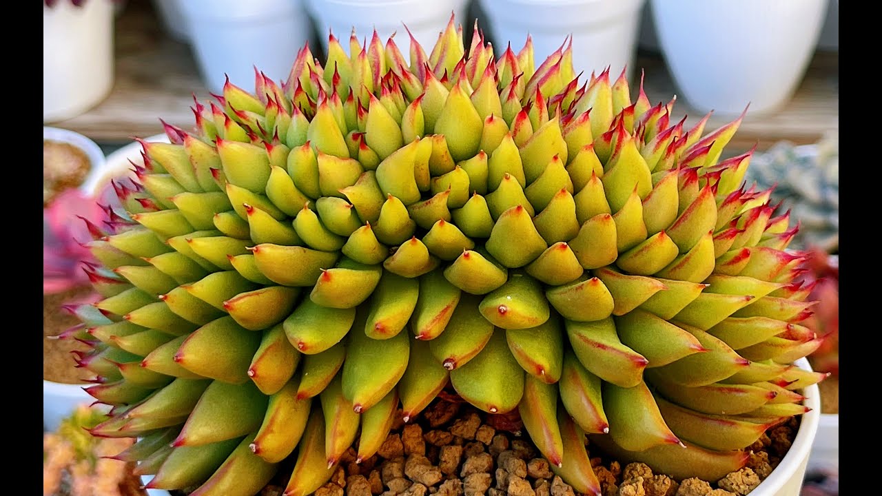 SUCCULENTS COLLECTION IDENTIFICATION | TÊN SEN ĐÁ TRONG BỘ SƯU TẬP CỦA LÊLÊ | 다육식물 | 多肉植物