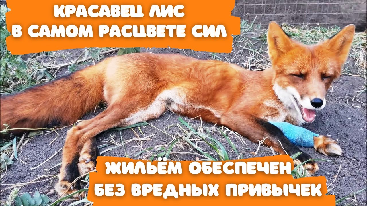 Лис Альф обращение - много уруру про лапу и невесту - YouTube