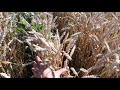 Пшениця скаген, порівняння норм висіву 100 і 200 кг/га