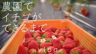 イチゴ狩りでは見ることができない！農園での大収穫の様子を配信！Beautiful Strawberry  fields and Harvest in Japan