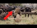 12 Minutes Of AMAZING Wild Animal Encounters CAUGHT ON CAMERA!