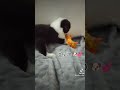 Border Collie Puppies Growing Up Day 1 To Day 90 вњЁрџђ Border Collie Puppies Growing Up Day 1 To Day 90 вњЁрџђ
