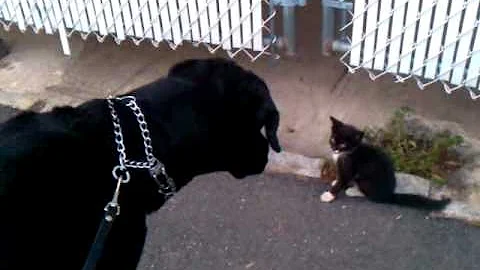 Video 1297551: kitten russian, russian black