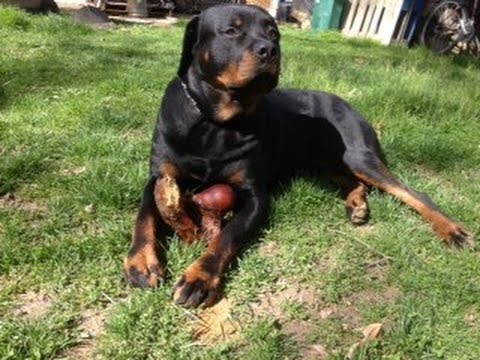 Rottweiler Female Weight Chart