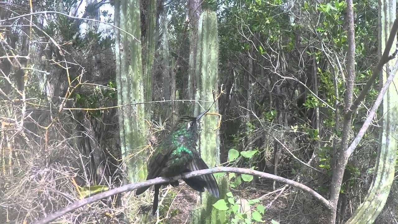 Cuban Emerald Hummingbird - Varadero, Cuba. 1080p 120 FPS GoPro Hero 4