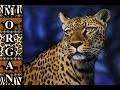 Painting fur - Leopard Speed Painting, Time Lapse, Jason Morgan Wildlife Art - youtube