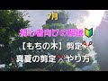 もちの木🌳剪定【夏の刈込み方】モチノキ【造園　植木屋　庭師　庭木　樹木　高所作業　盆栽】