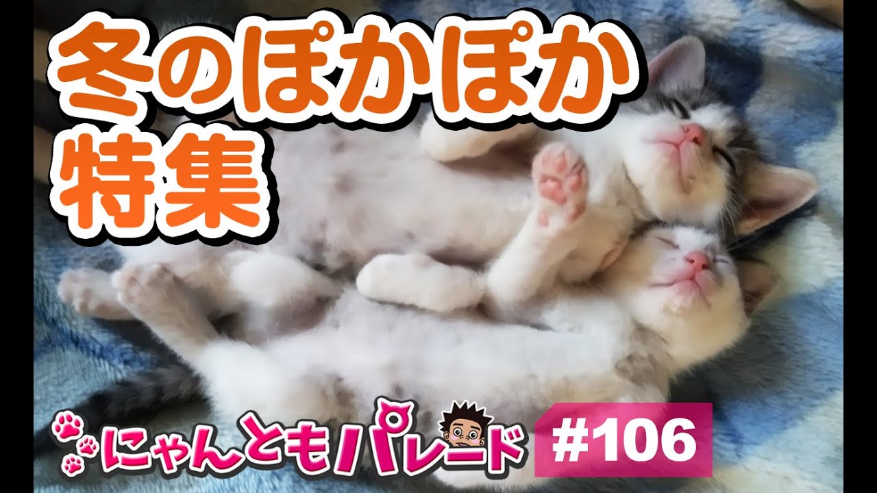 猫動画 冬のぽかぽか特集 にゃんともパレード Youtube 猫動画 冬のぽかぽか特集 にゃんともパレード Youtube