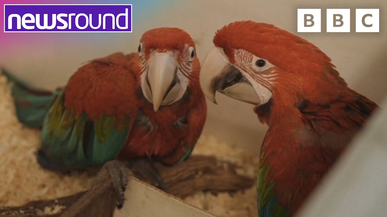 Robotic Insects, rescued tortoises and RARE Macaws | Your Planet ...