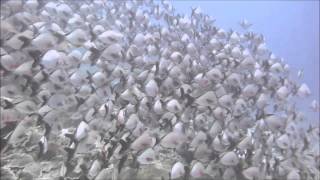 MANTA DIVING NOSY BE OKEANOS FIRENZE IN 20 SECOND WHALES 03 10 09 2013