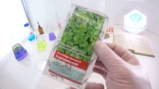 Кориандр овощной Бородинский. Поиск Кориандр овощной Бородинский. Поиск