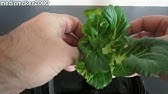FoodStorageCooking.com - Regrowing Celery