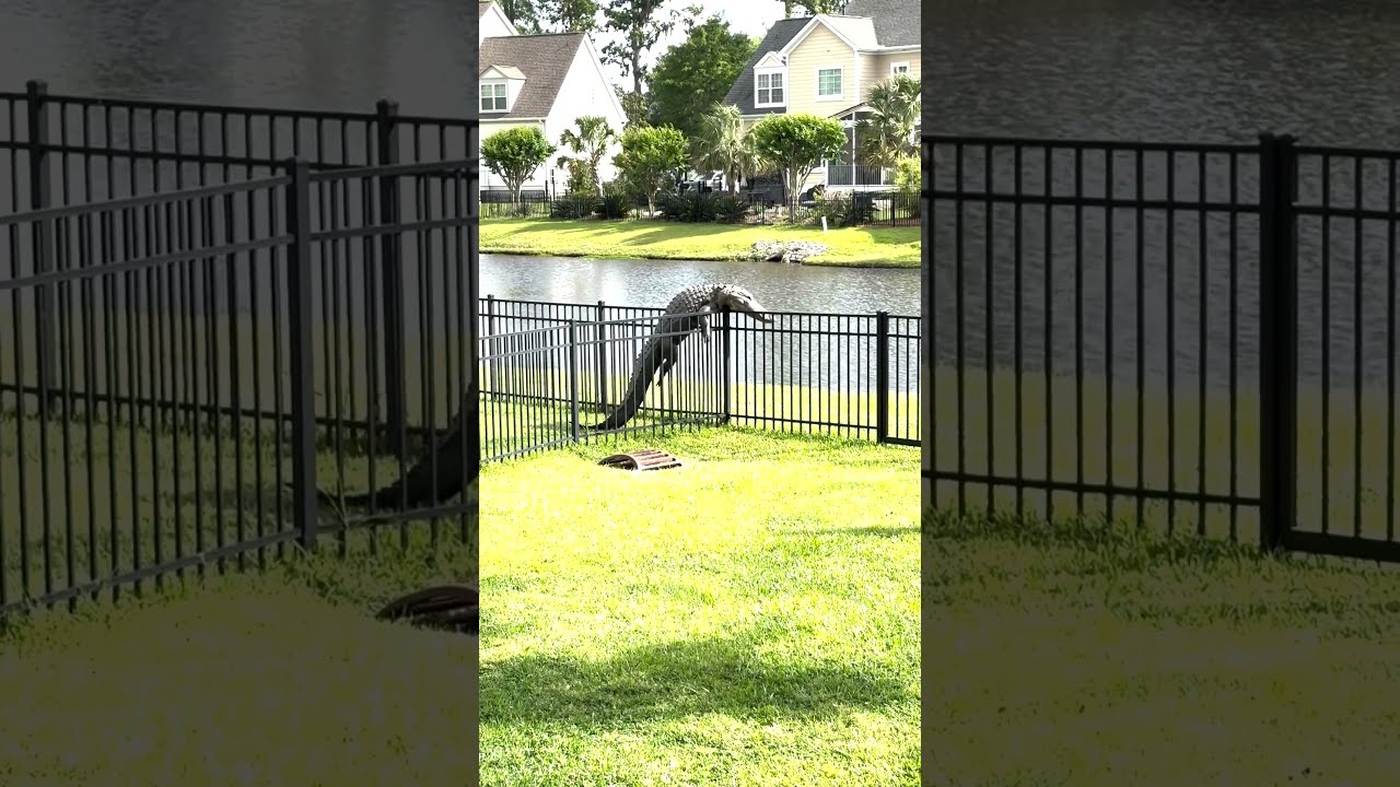 Alligator Caught Struggling To Climb Over Fence