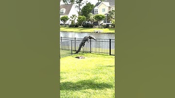 Alligator Caught Struggling to Climb Over Fence