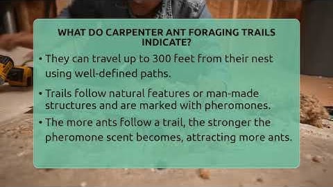 What Do Carpenter Ant Foraging Trails Indicate? - Insects and Invaders