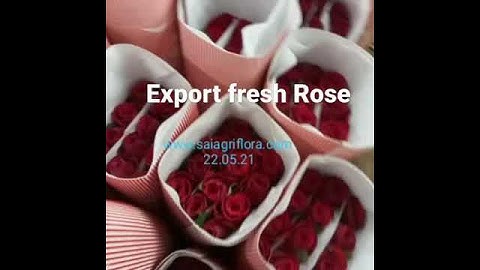 Export Fresh cut Rose