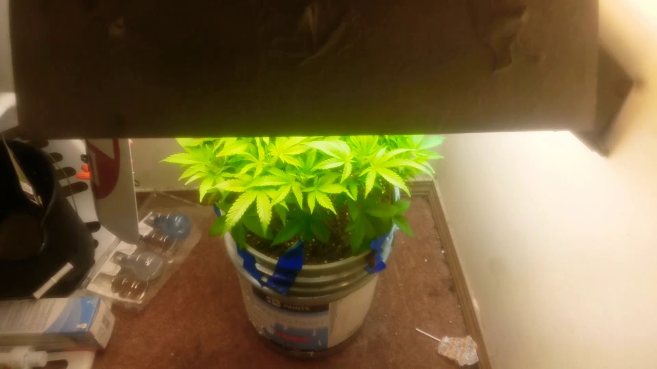 CFL CLOSET GROW UPDATE Day 24 veg