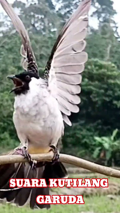 SUARA GACOR KUTILANG SUPER GARUDA