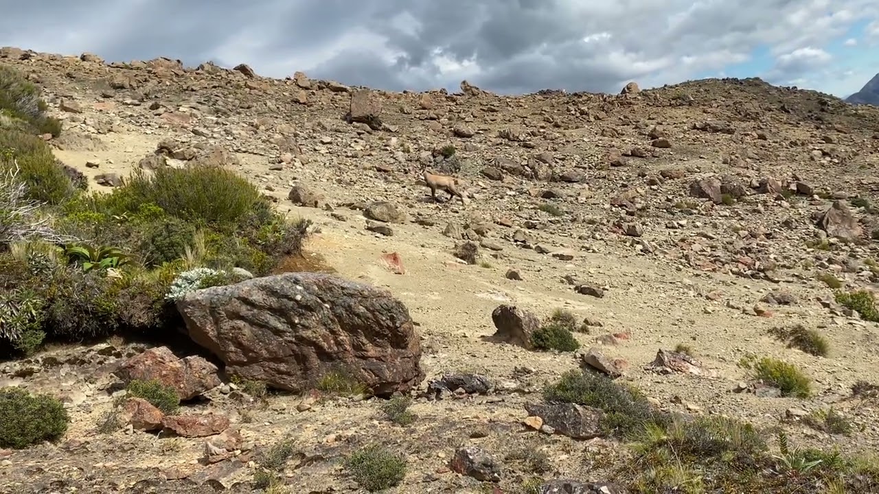 Father son hunt part one of chasing the biggest stag I’ve ever seen 