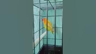 suara burung yang paling merdu