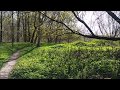 A lush green moment in the forest