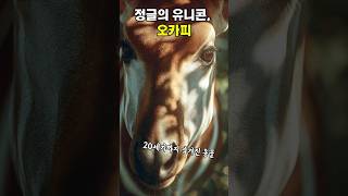 야생에 기린이랑 얼룩말이 합쳐진 동물이 있다면 믿겠어? #오카피