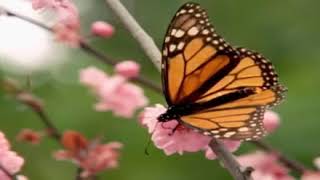 Beautiful Monarch Butterfly Very Attractive Colorful Like A Flower In The Garden!