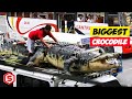 World&#39;s Biggest Crocodile Ever Caught, it is 110 years old
