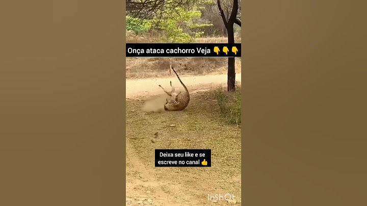 onça atacando cachorro, sem chance. #mato #nordeste #adivinheoanimal