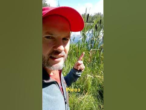 Как выглядит рогоз? - YouTube