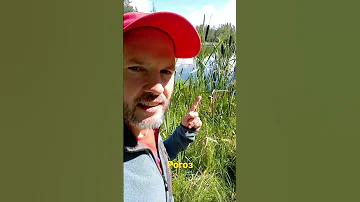 Как выглядит рогоз?