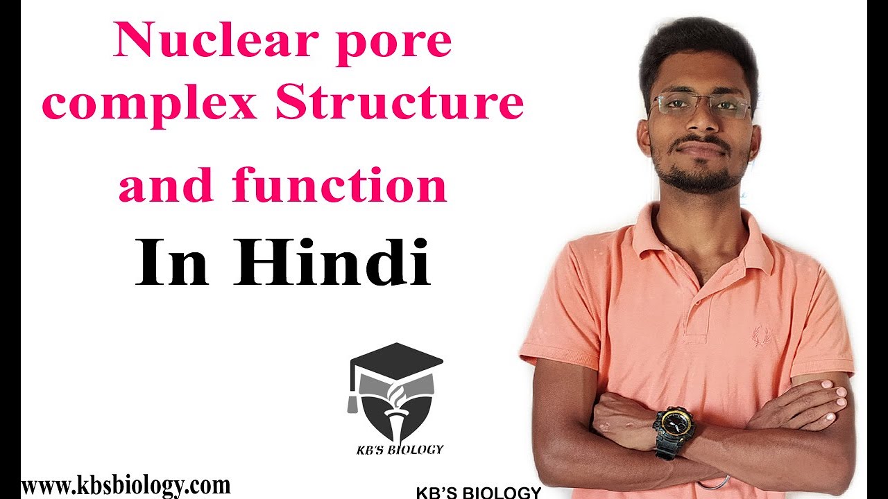 Nuclear pore complex structure | nuclear transport - YouTube