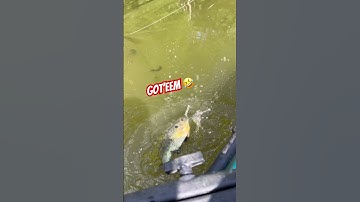 Lost a Big Shellcracker at the yak while trying to make a short video!😱🤣 #cnboutdoors #bluegill
