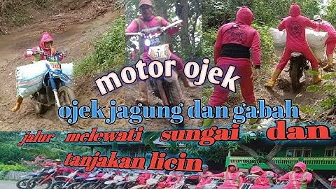 motor ojek, ojek jagung melewati sungai #video #viral @pejuangrupiaofficial